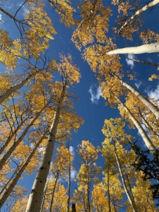 Aspen Trees